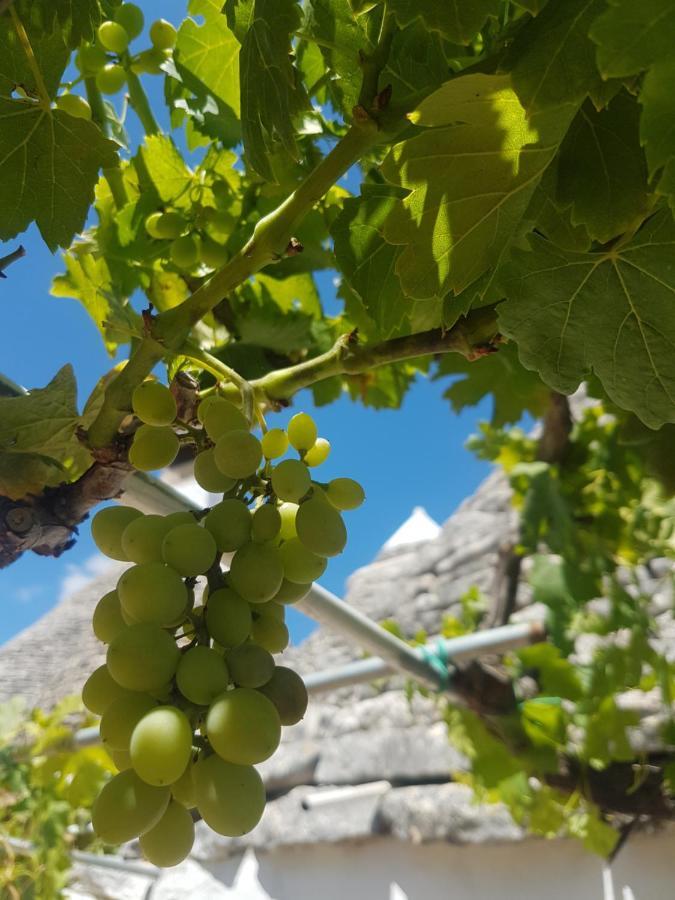 I Trulli Di Nonno Giovanni Alberobello Zewnętrze zdjęcie